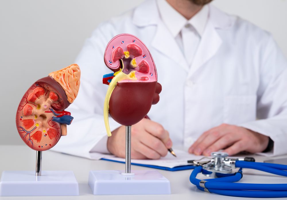 Doctor holding a pair of healthy kidneys, symbolizing improved renal function.