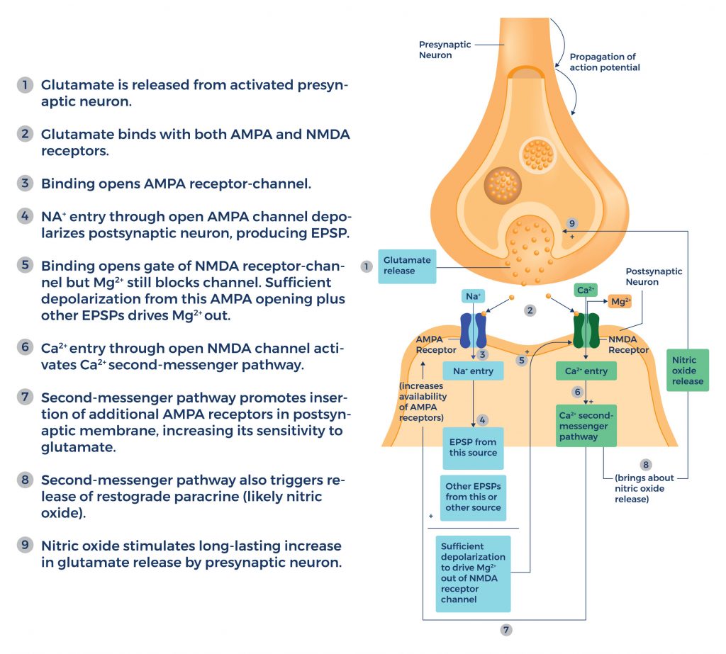 Aniracetam