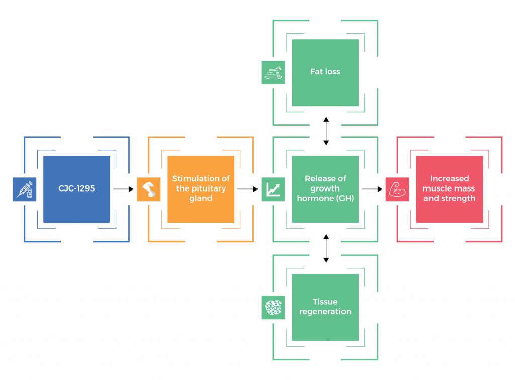 Illustration depicting the mechanism of action of CJC-1295, a synthetic peptide. The peptide binds to specific receptors on the pituitary gland, stimulating the release of growth hormone (GH). This increased GH secretion leads to various physiological effects.