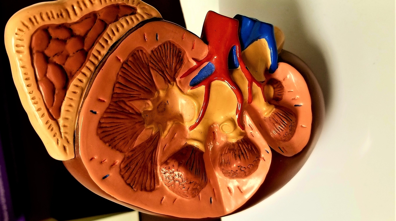 A healthy kidney figure