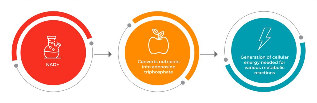 How NAD+ works?