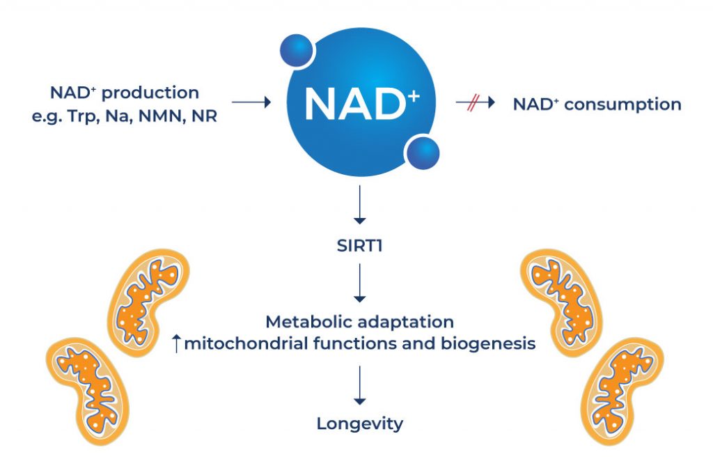 Research on NAD+ (Extends Lifespan)