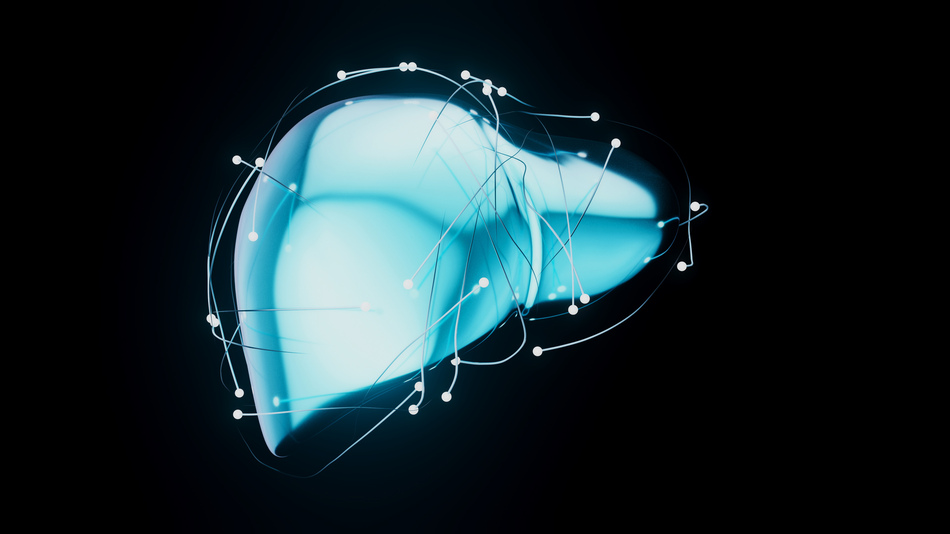 Abstract 3D view of the liver physiology