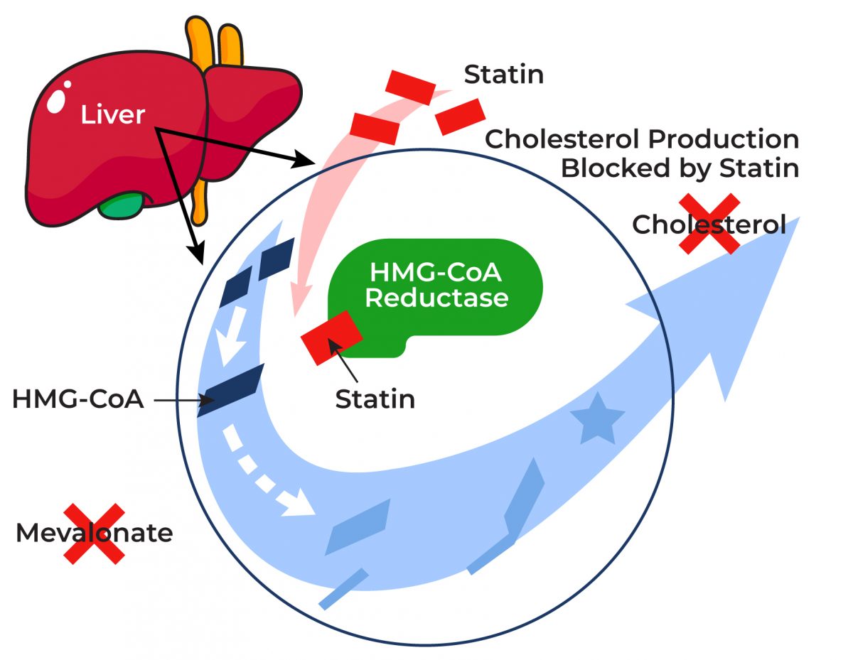 Red Yeast Rice Guide Uses, Benefits, Before/After, Side Effects