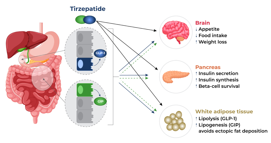 How Tirzepatide Works