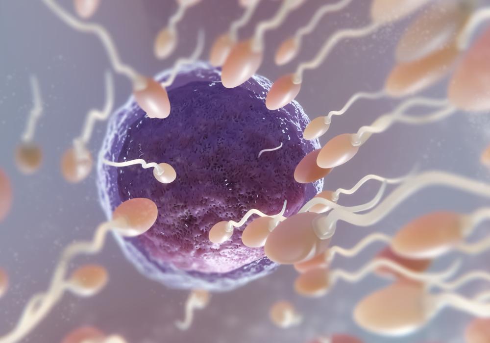 Image depicting the moment of fertilization, showcasing a sperm cell approaching an egg amidst other cells. 