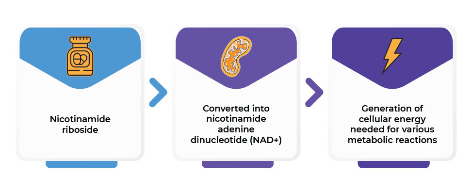 How Nicotinamide Riboside Works