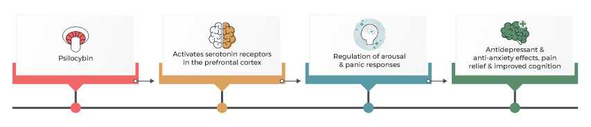 How Psilocybin work?
