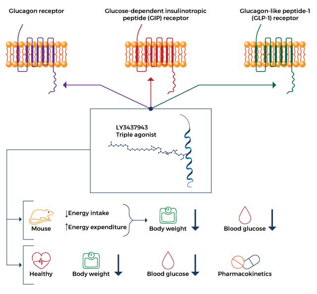 How Retatrutide Works