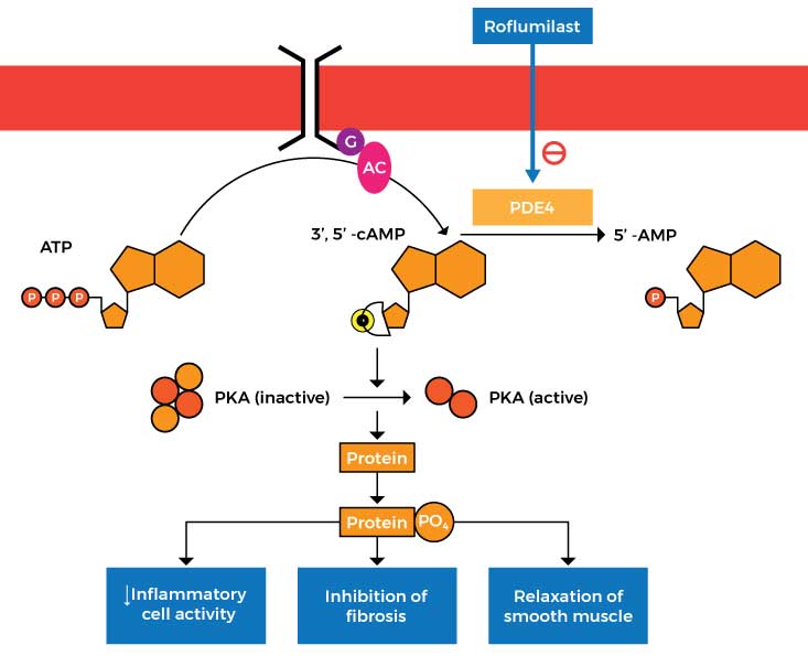 How Roflumilast Works?