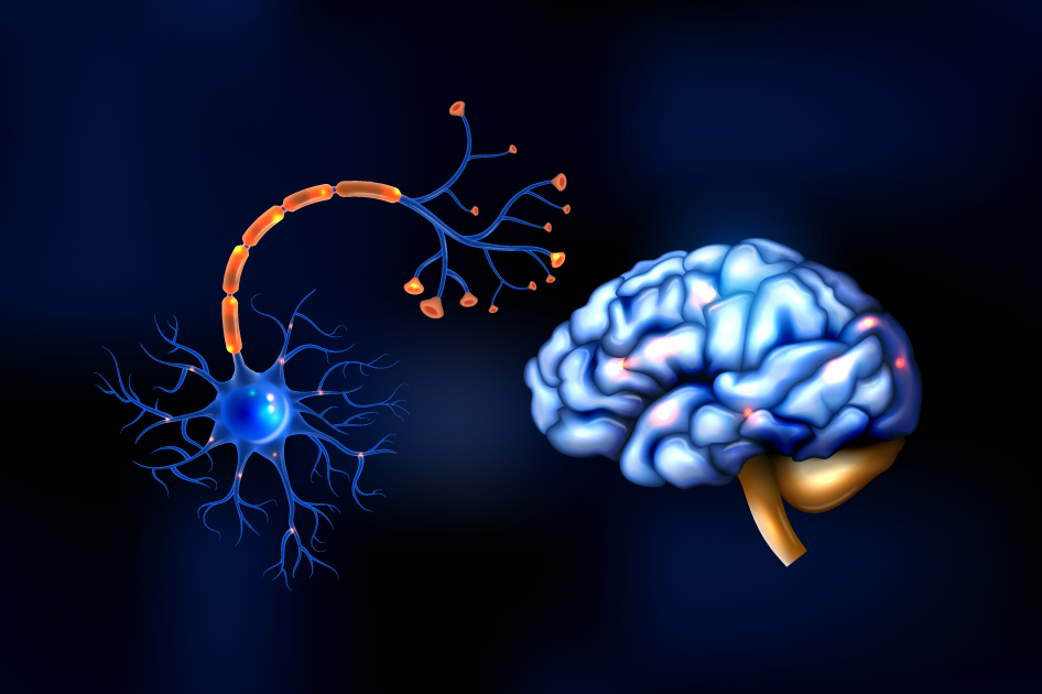 Image of a Brain with Enhanced Cognitive Function: Glowing neural signals highlighting improved cognitive performance and brain activity.