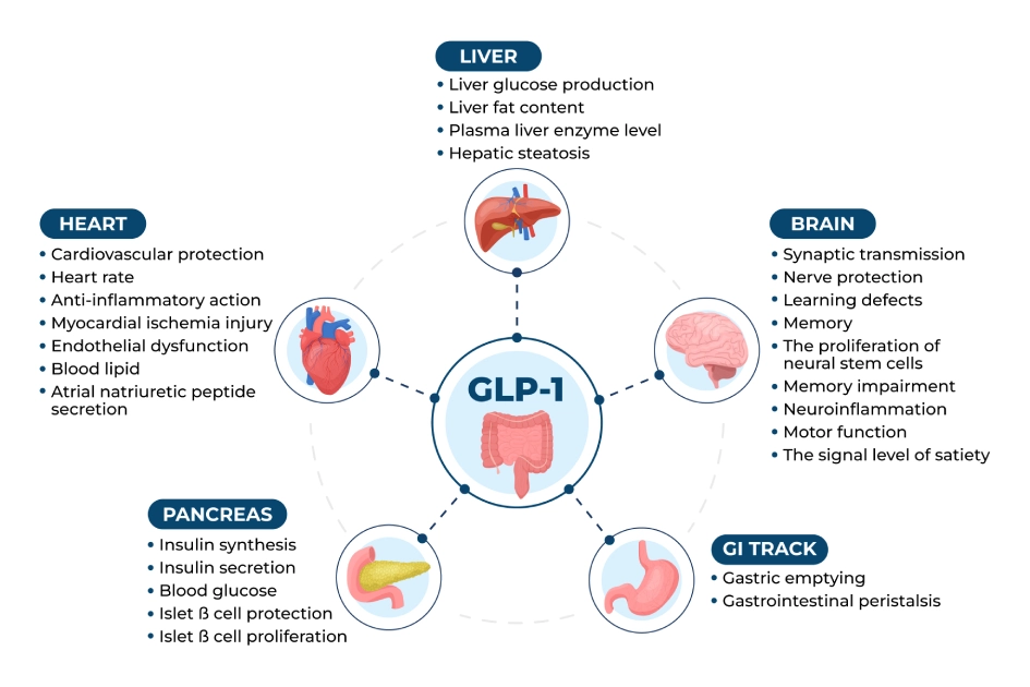 GLP 1 Infographic