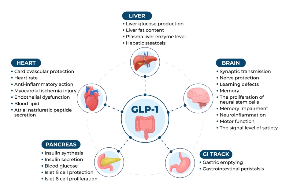 Dpp4 And Glp 1 Mechanism Of Action