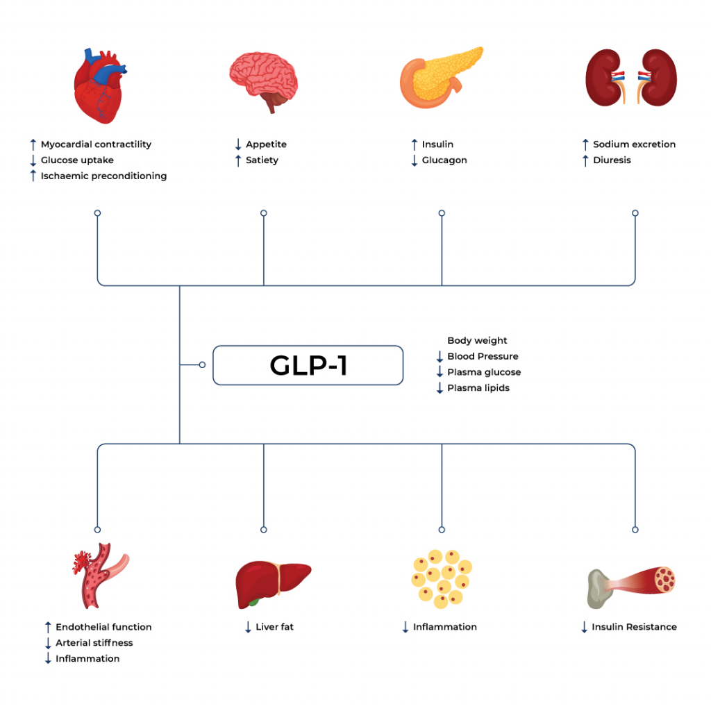 GLP-1 and GLP-1 Agonists