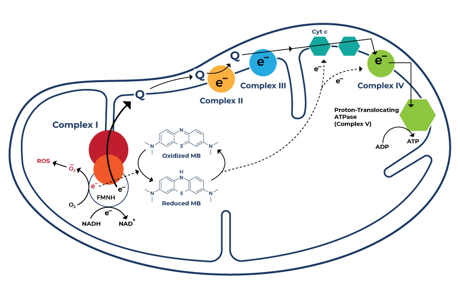 Diagram illustrating the potential effect of Methylene Blue on mitochondrial function. Methylene Blue's interaction with mitochondria enhances the electron transport chain, supporting cellular energy production.