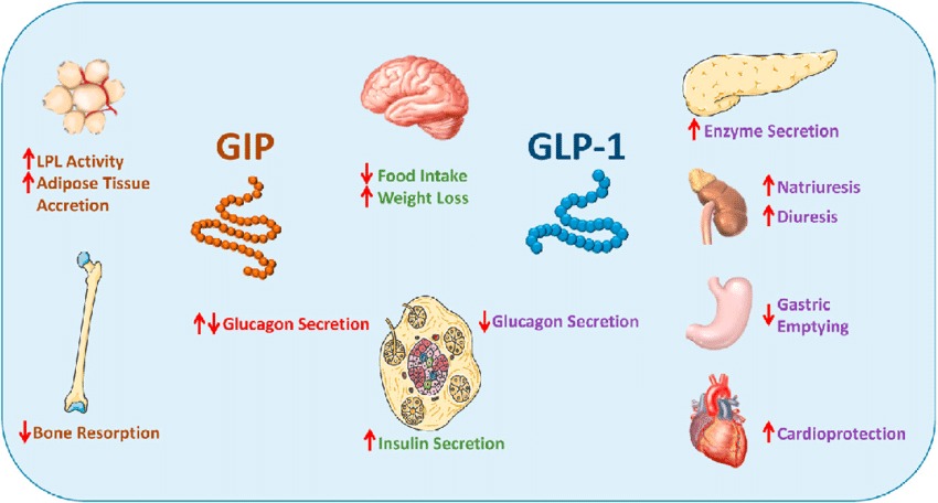 Diagram comparing the structures and functions of GLP-1 (Glucagon-Like Peptide 1) and GIP (Gastric Inhibitory Polypeptide), two important incretin hormones in glucose metabolism.