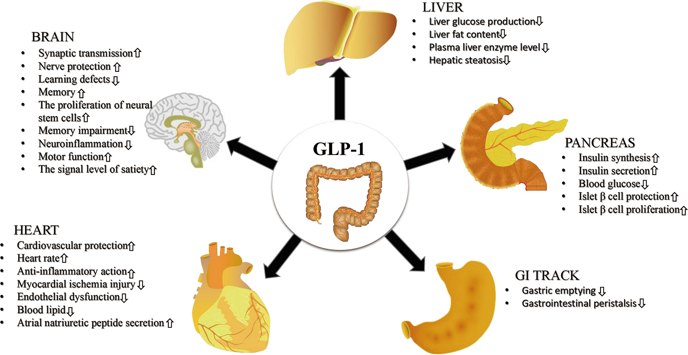 Diagram illustrating the action of GLP-1 on various organs: showcasing its role in blood sugar regulation in the pancreas, weight management effects on fat cells, protective functions on the heart and nerves, and its positive impact on gut health.