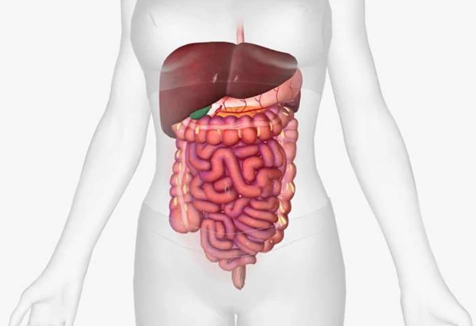 Improves Digestive Health